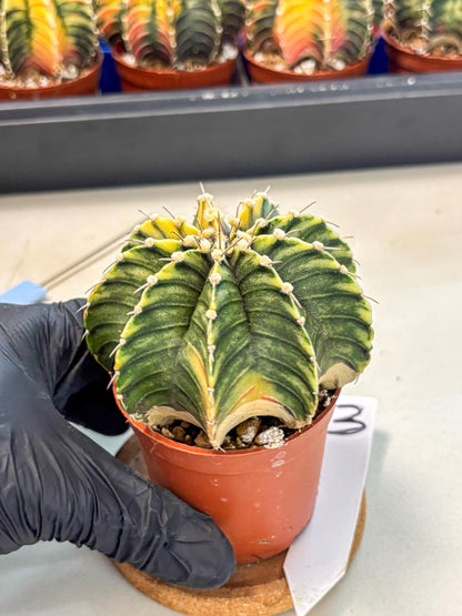 Gymnocalycium Lb Hybrid (gy4) (g3) | Mature Cactus