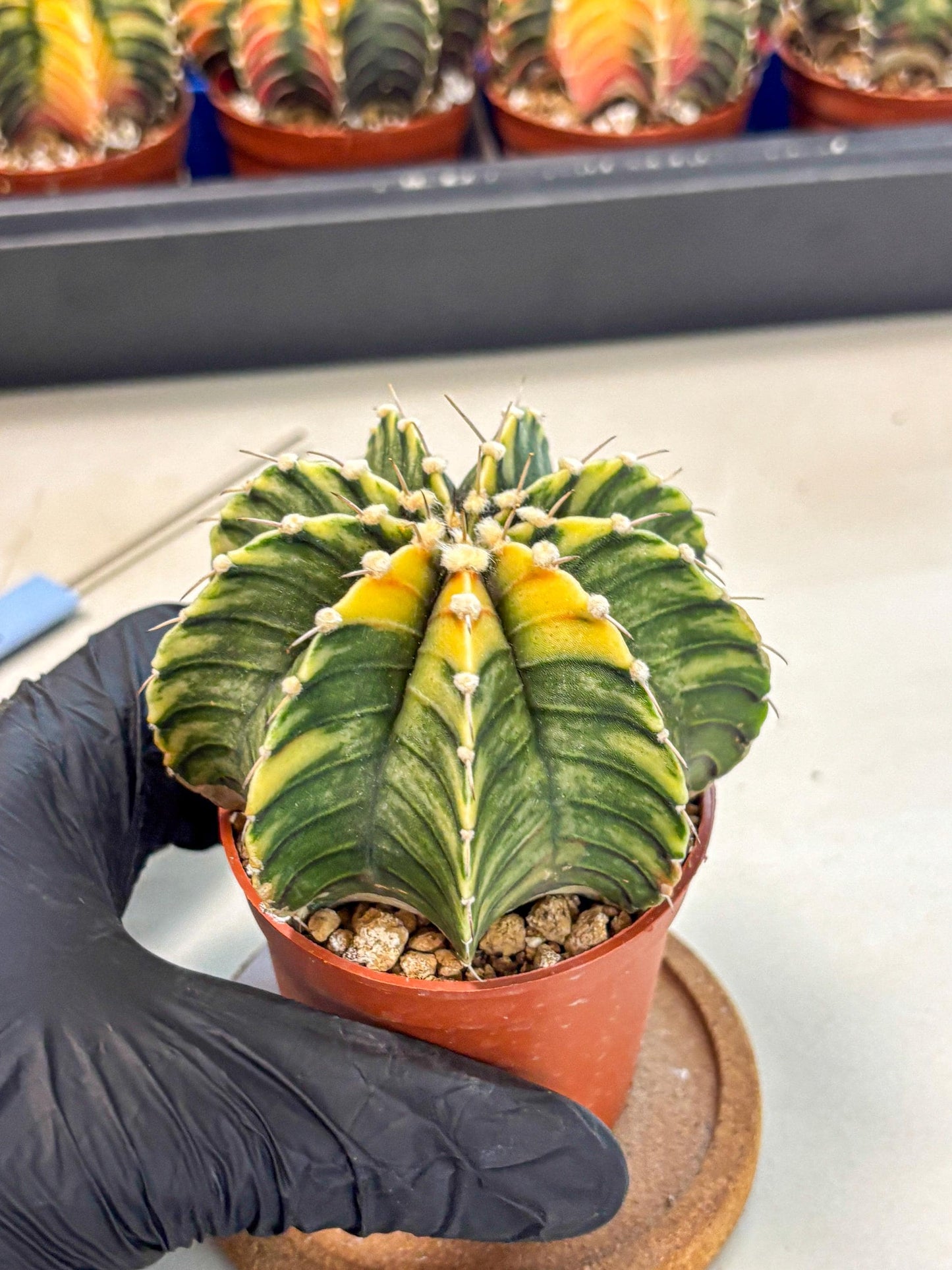 Gymnocalycium Lb Hybrid (gy4) (g3) | Mature Cactus