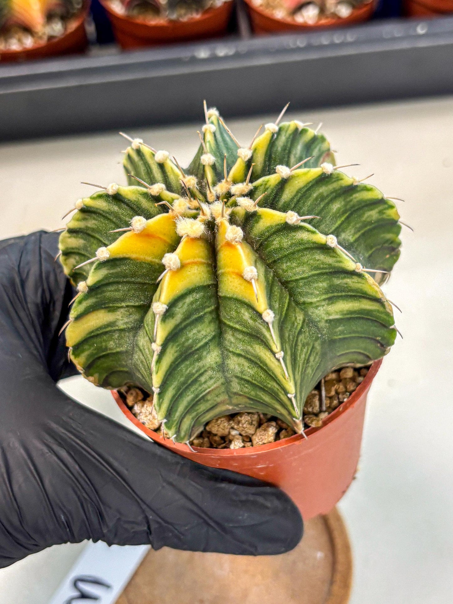 Gymnocalycium Lb Hybrid (gy4) (g3) | Mature Cactus