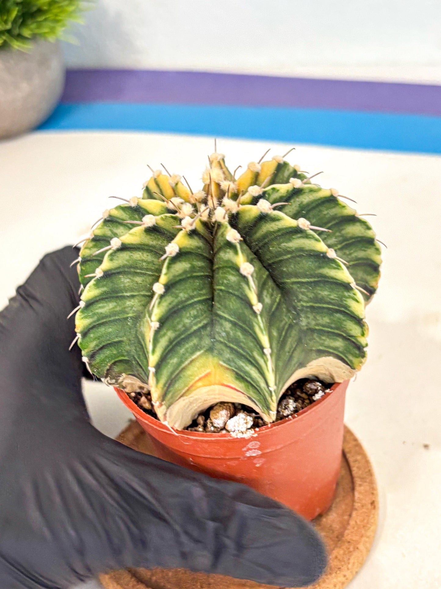 Gymnocalycium Lb Hybrid (gy4) (g3) | Mature Cactus