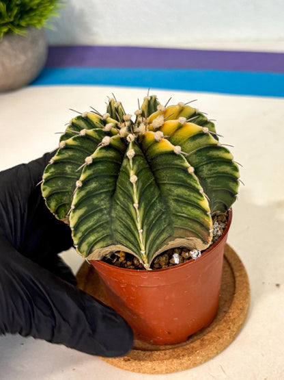 Gymnocalycium Lb Hybrid (gy4) (g3) | Mature Cactus