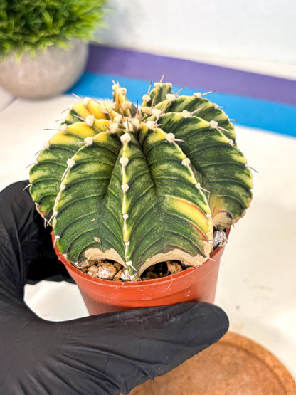 Gymnocalycium Lb Hybrid (gy4) (g3) | Mature Cactus