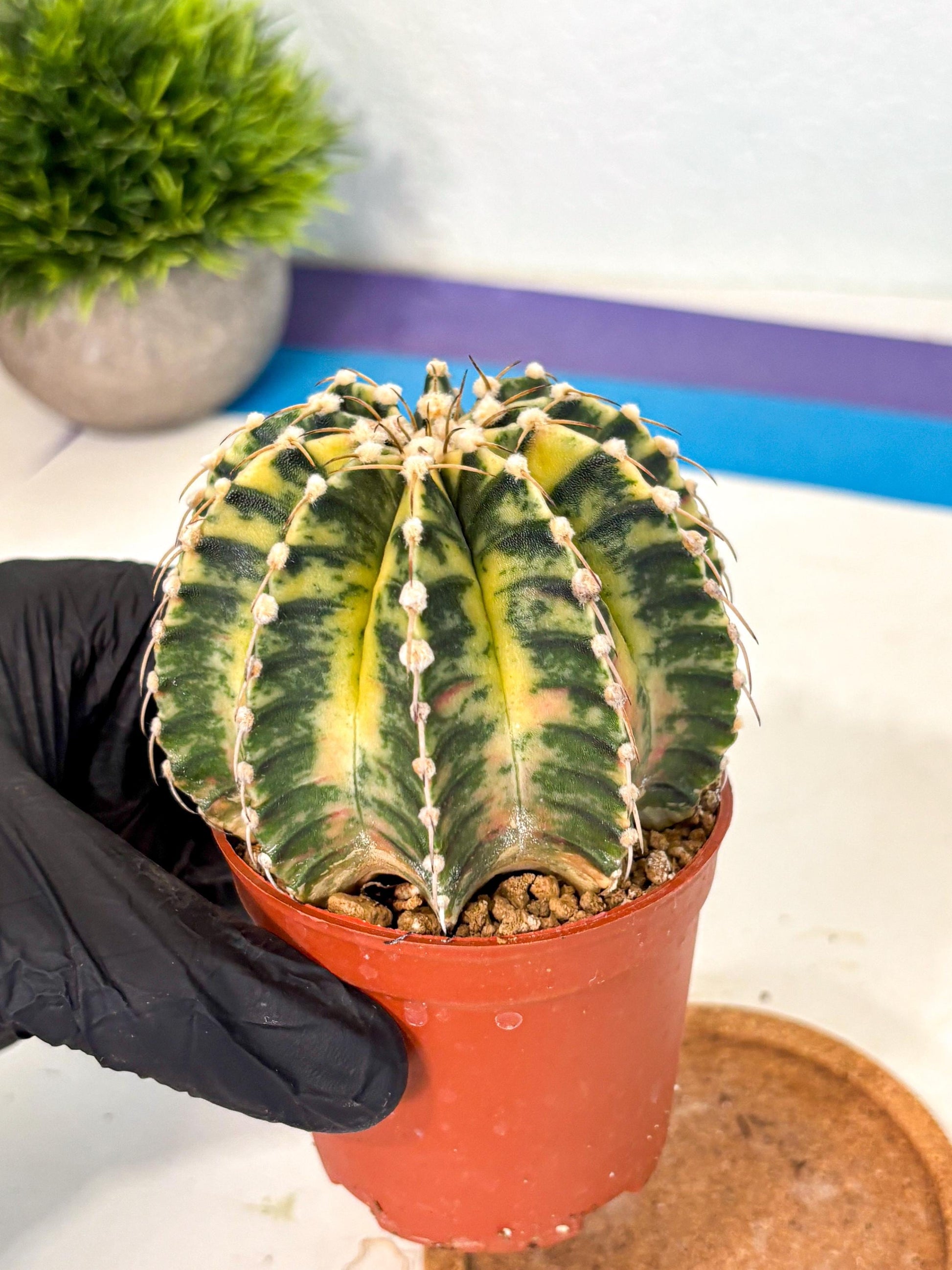 Gymnocalycium Lb Hybrid (gy4) (g4) | Mature Cactus