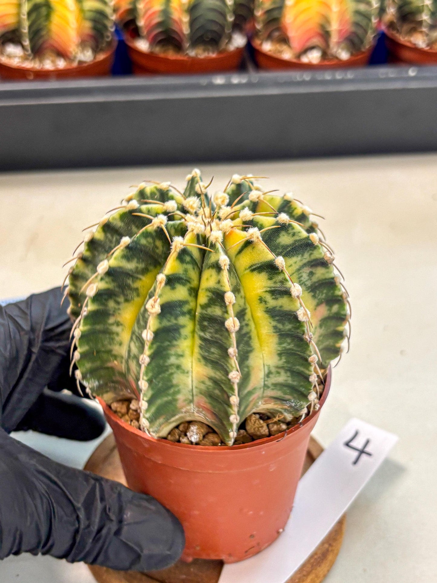 Gymnocalycium Lb Hybrid (gy4) (g4) | Mature Cactus