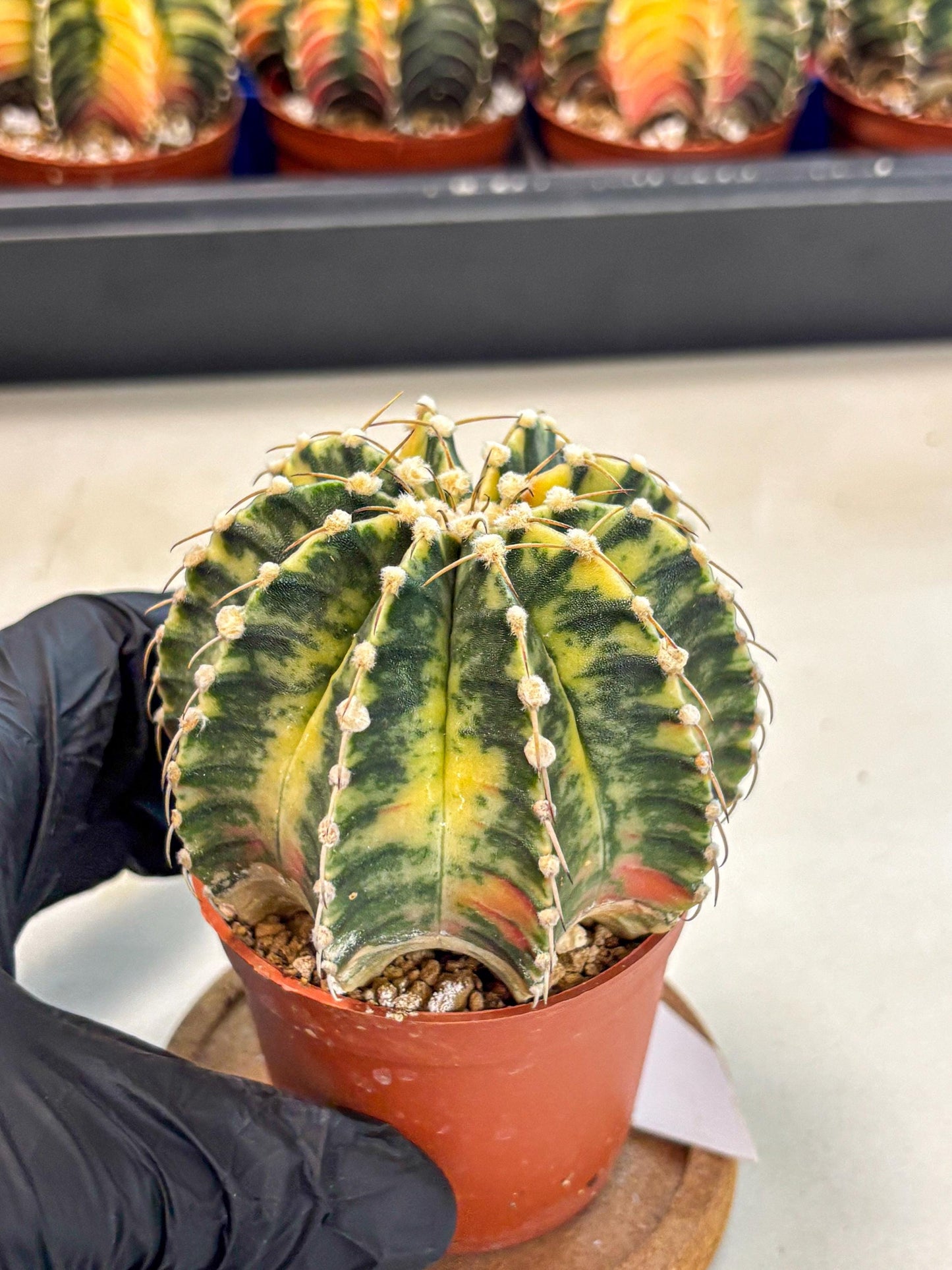 Gymnocalycium Lb Hybrid (gy4) (g4) | Mature Cactus
