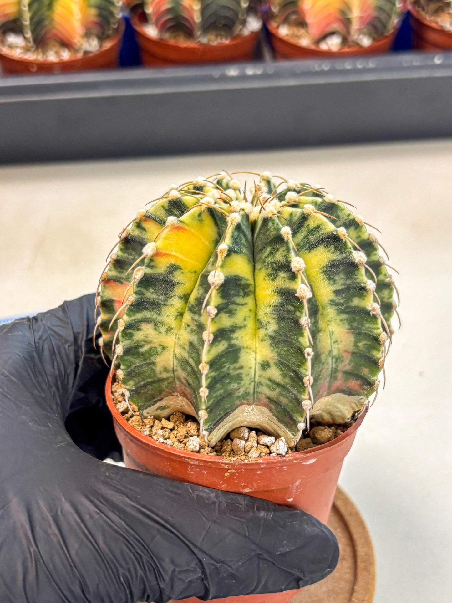 Gymnocalycium Lb Hybrid (gy4) (g4) | Mature Cactus