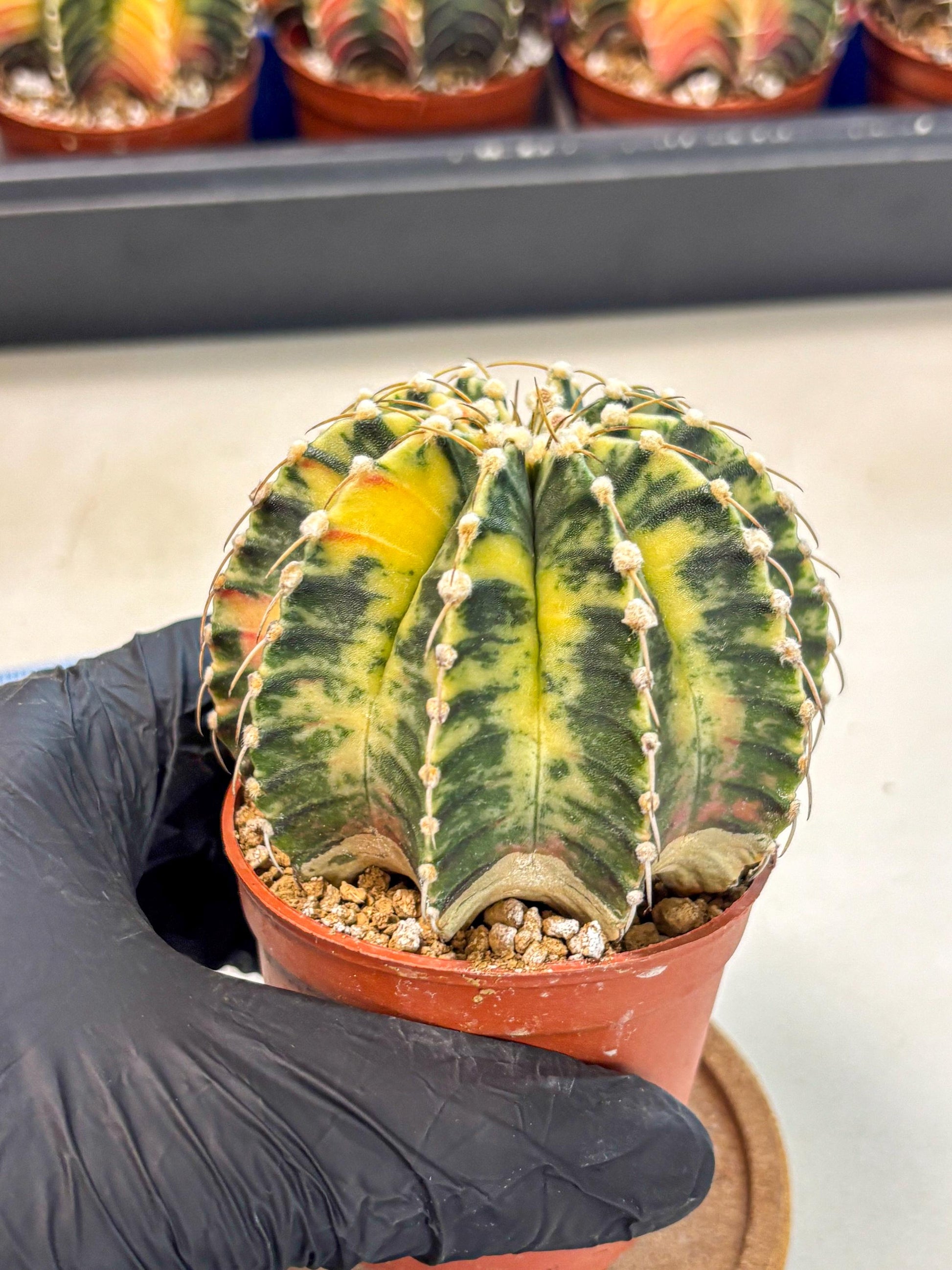 Gymnocalycium Lb Hybrid (gy4) (g4) | Mature Cactus