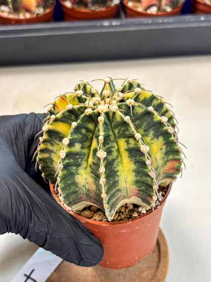 Gymnocalycium Lb Hybrid (gy4) (g4) | Mature Cactus