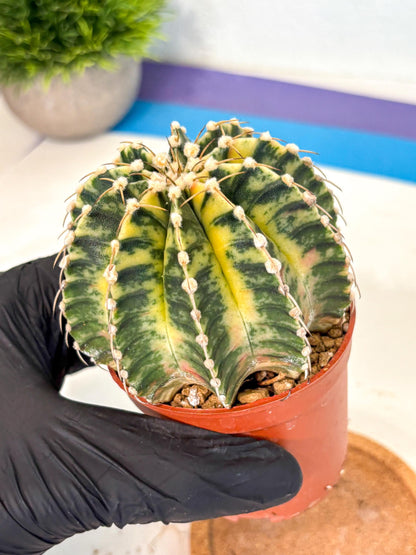 Gymnocalycium Lb Hybrid (gy4) (g4) | Mature Cactus
