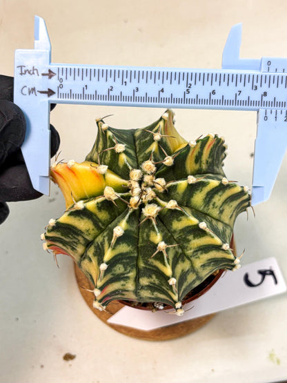 Gymnocalycium Lb Hybrid (gy4) (g5) | Mature Cactus