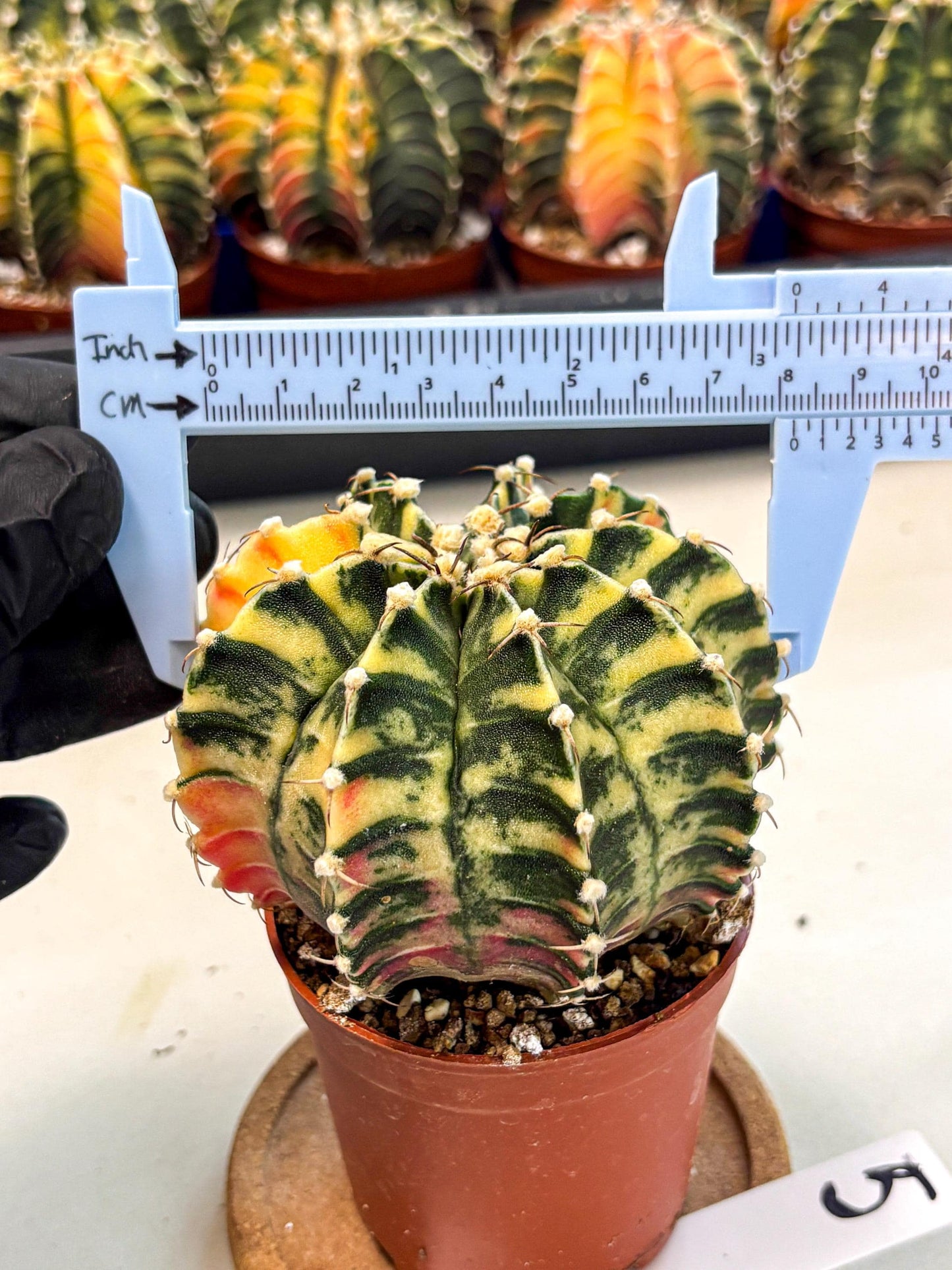 Gymnocalycium Lb Hybrid (gy4) (g5) | Mature Cactus