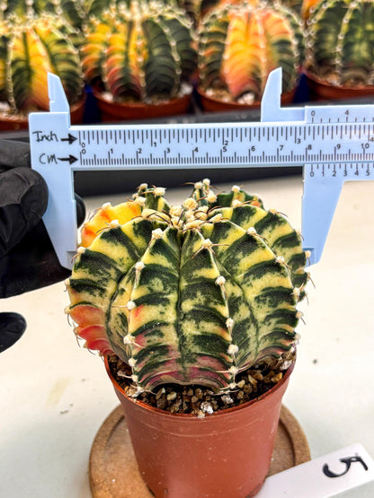 Gymnocalycium Lb Hybrid (gy4) (g5) | Mature Cactus