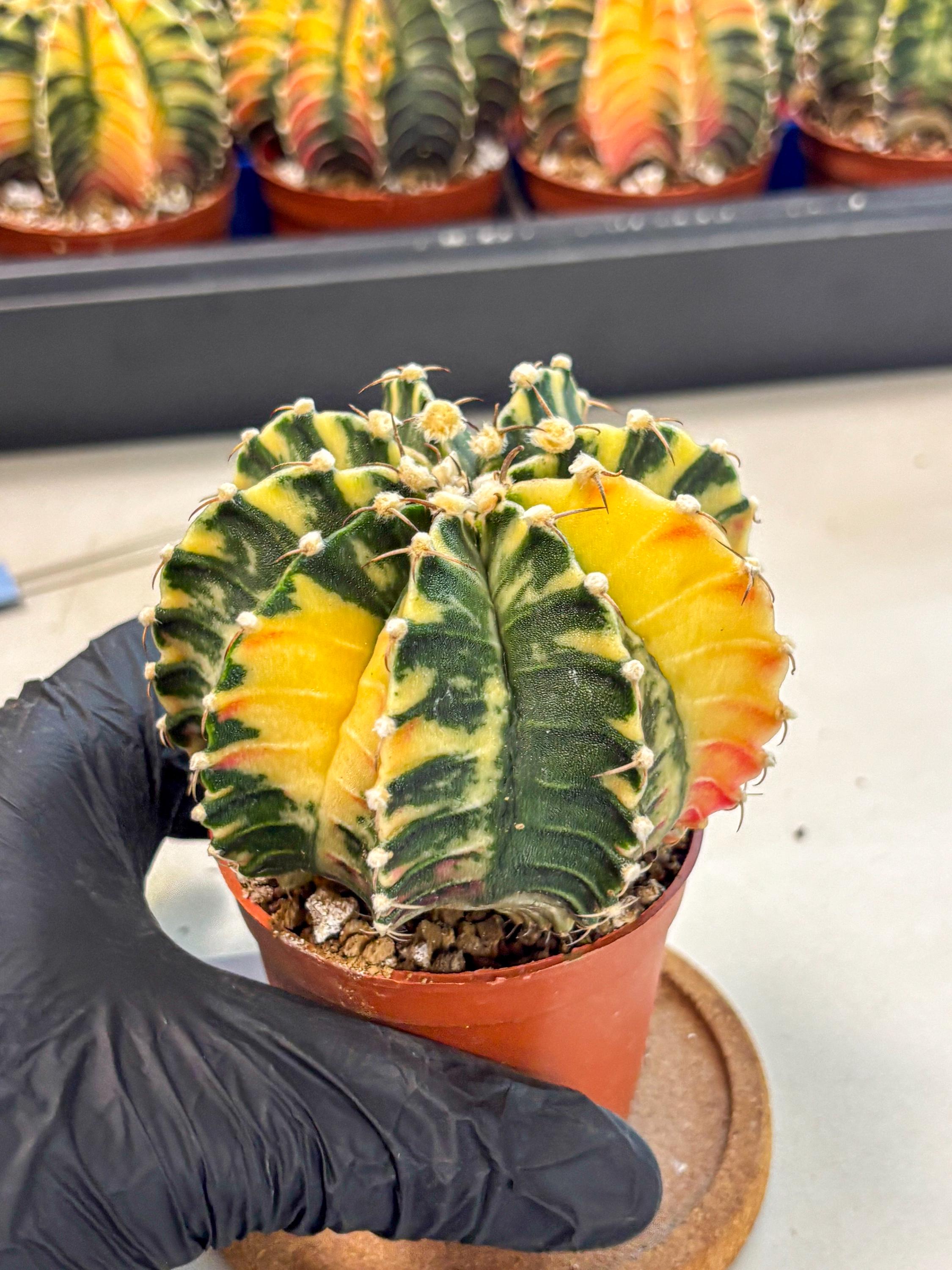 Variegated Gymnocalycium | Lb (gy4) GrowTropicals gymnocalycium