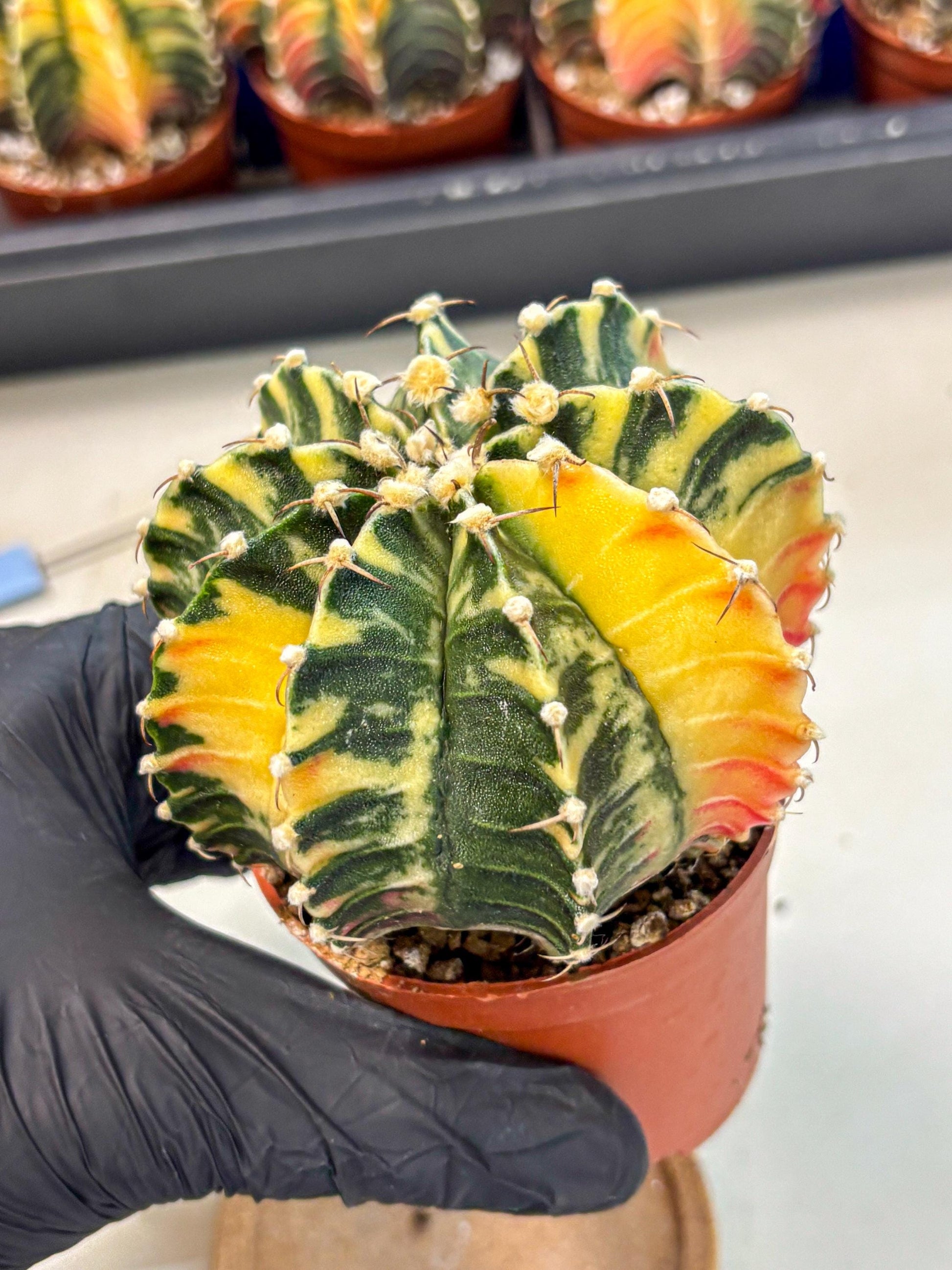 Gymnocalycium Lb Hybrid (gy4) (g5) | Mature Cactus