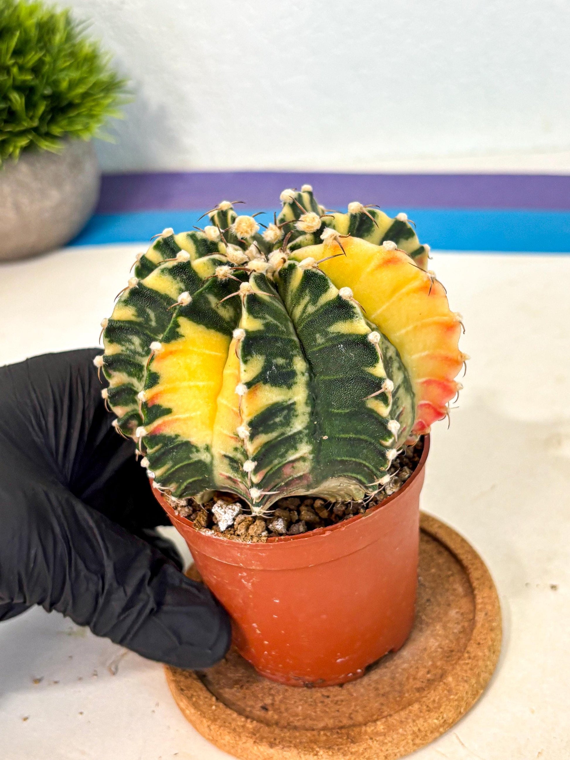 Gymnocalycium Lb Hybrid (gy4) (g5) | Mature Cactus