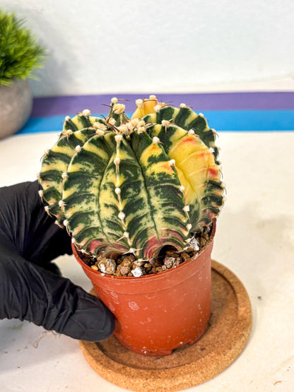 Gymnocalycium Lb Hybrid (gy4) (g5) | Mature Cactus