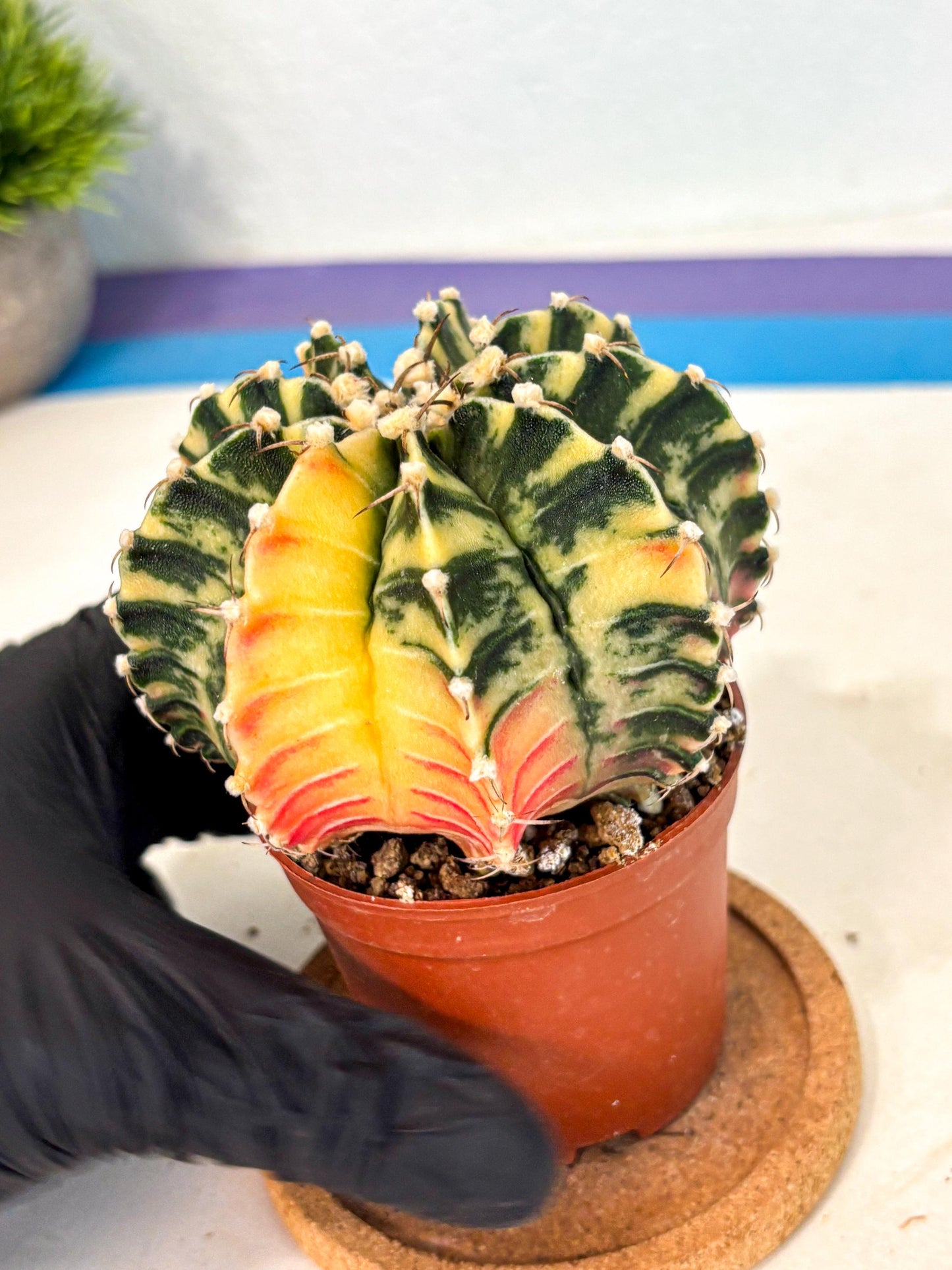Gymnocalycium Lb Hybrid (gy4) (g5) | Mature Cactus