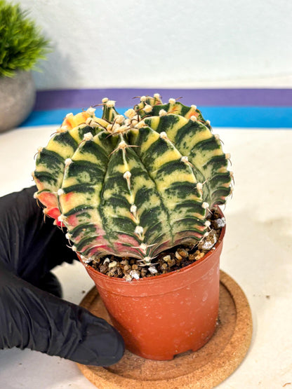 Gymnocalycium Lb Hybrid (gy4) (g5) | Mature Cactus