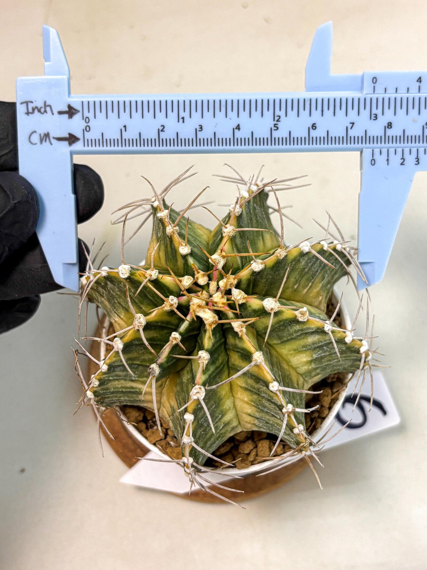 Gymnocalycium Lb Hybrid (gy4) (g6) | Mature Cactus