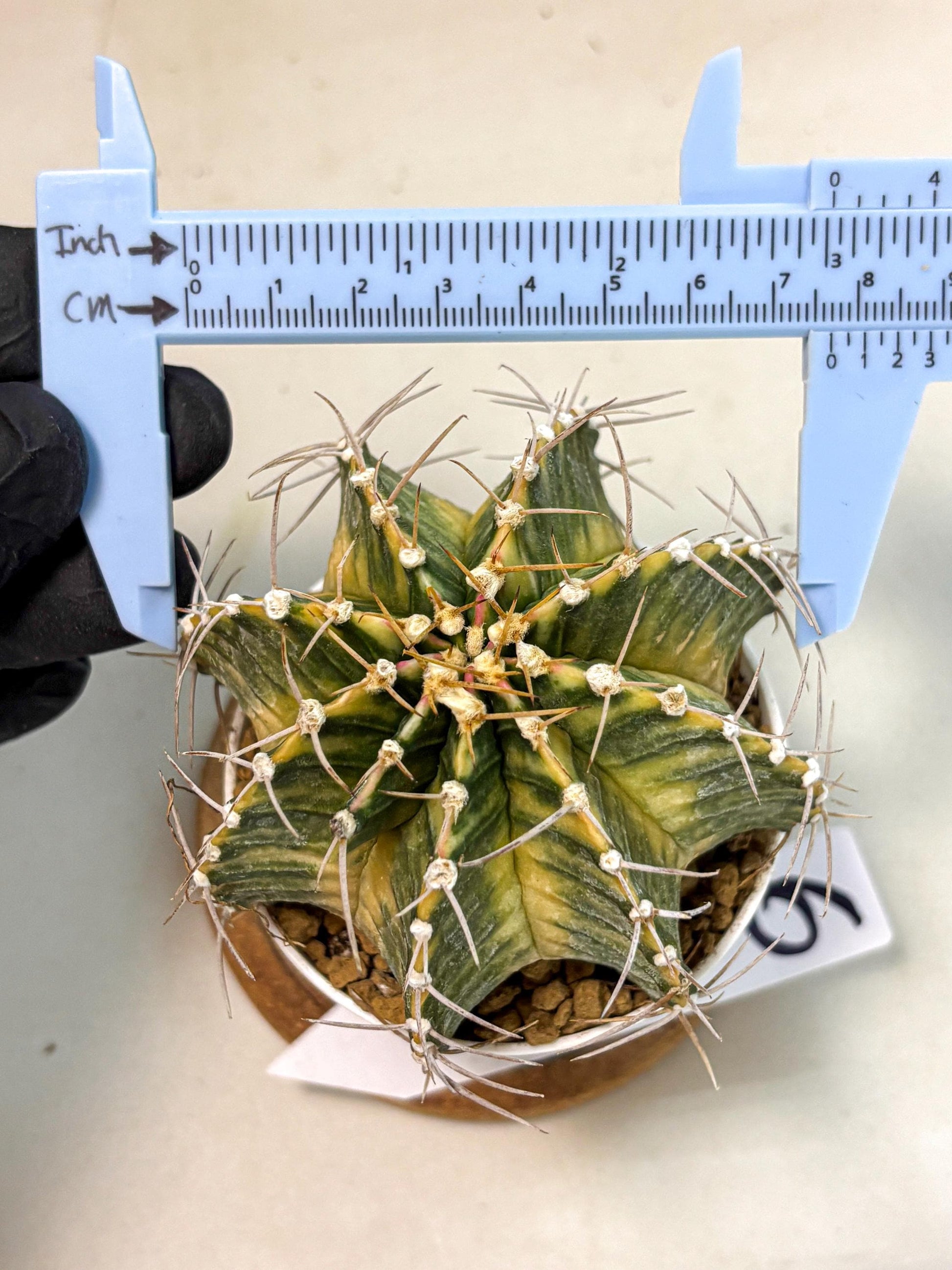 Gymnocalycium Lb Hybrid (gy4) (g6) | Mature Cactus