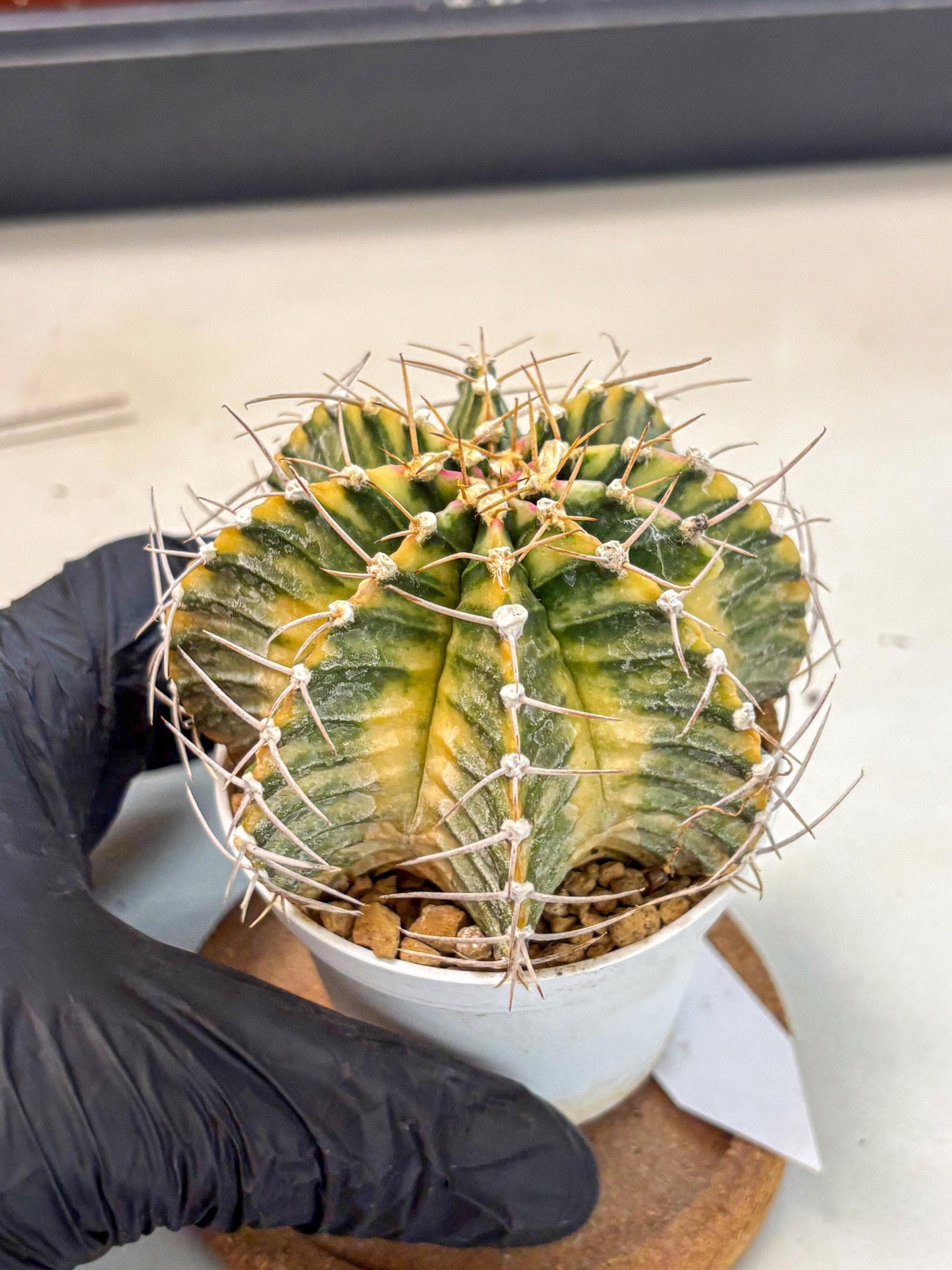 Gymnocalycium Lb Hybrid (gy4) (g6) | Mature Cactus