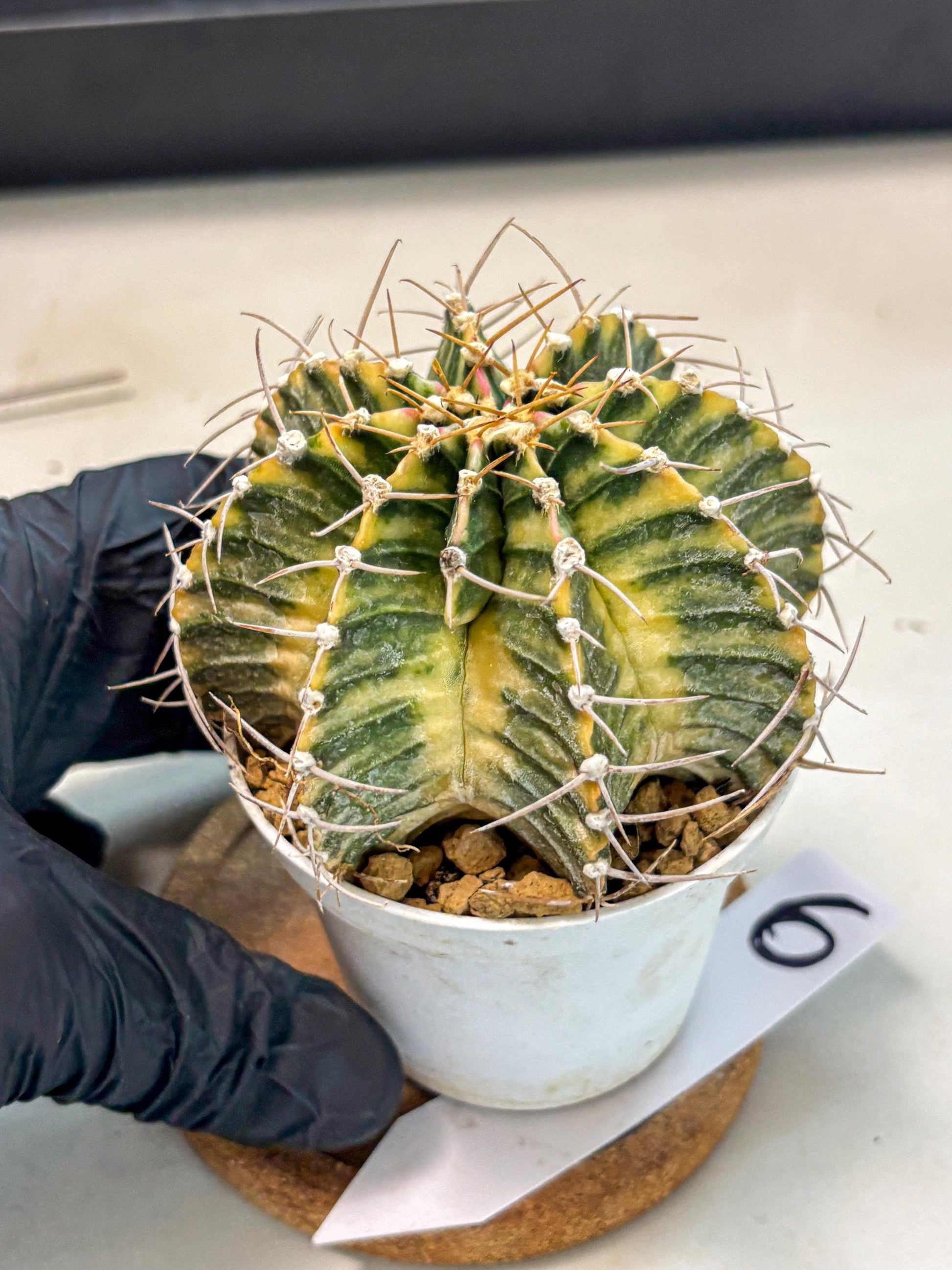 Gymnocalycium Lb Hybrid (gy4) (g6) | Mature Cactus
