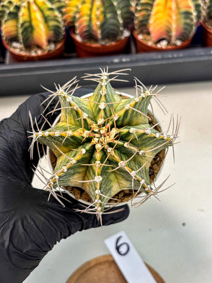 Gymnocalycium Lb Hybrid (gy4) (g6) | Mature Cactus