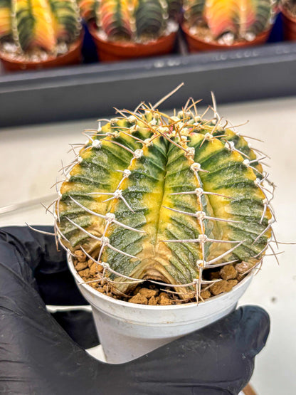 Gymnocalycium Lb Hybrid (gy4) (g6) | Mature Cactus