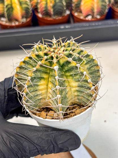 Gymnocalycium Lb Hybrid (gy4) (g6) | Mature Cactus