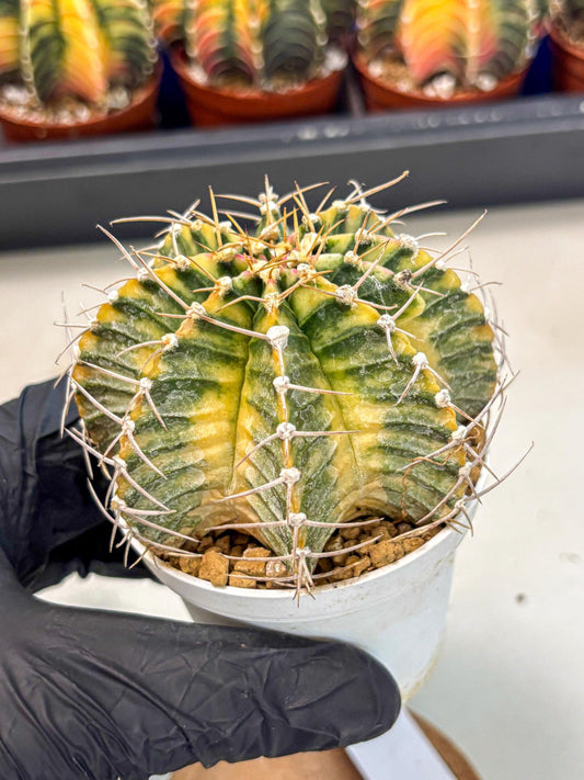 Gymnocalycium Lb Hybrid (gy4) (g6) | Mature Cactus