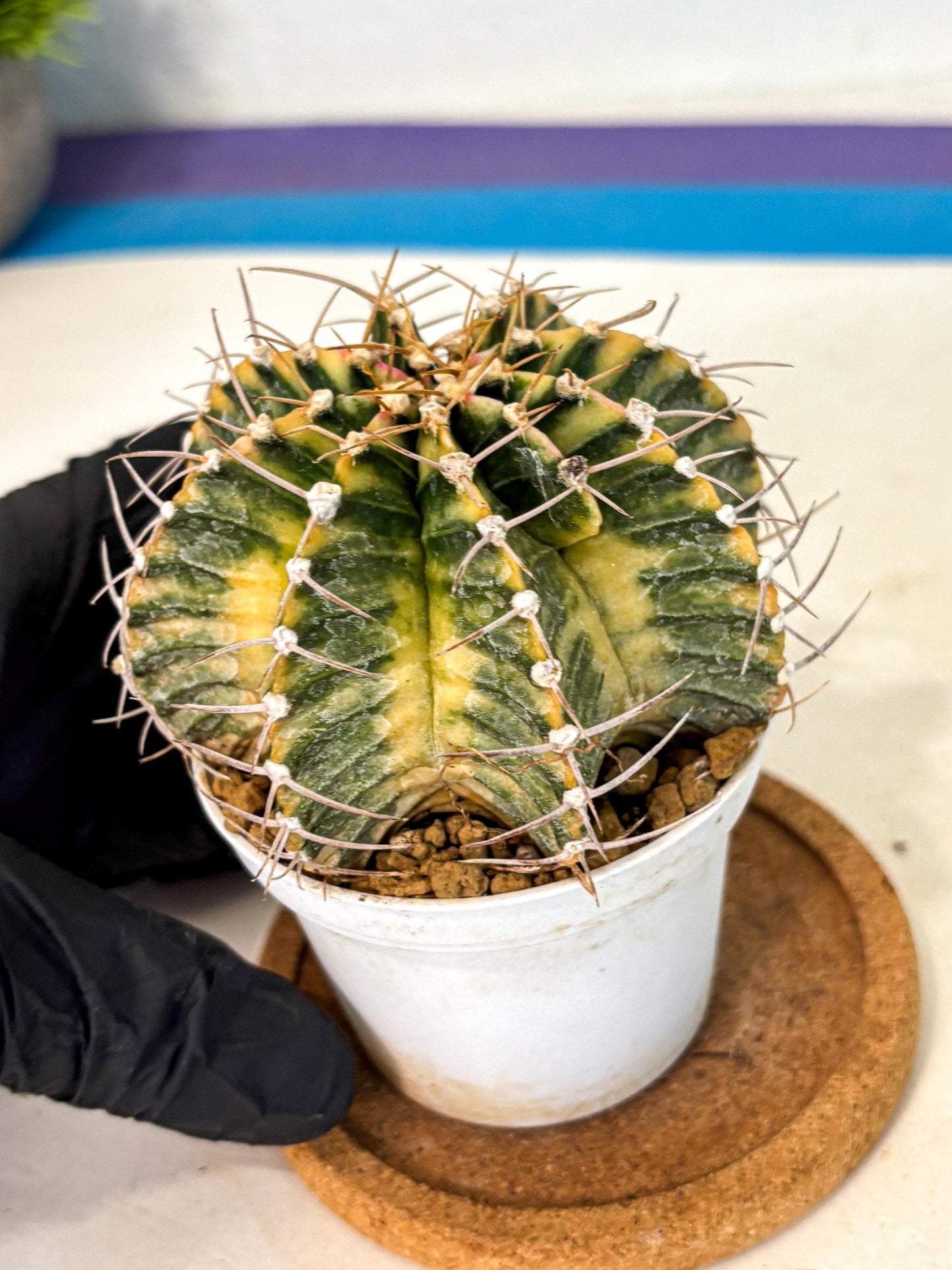 Gymnocalycium Lb Hybrid (gy4) (g6) | Mature Cactus