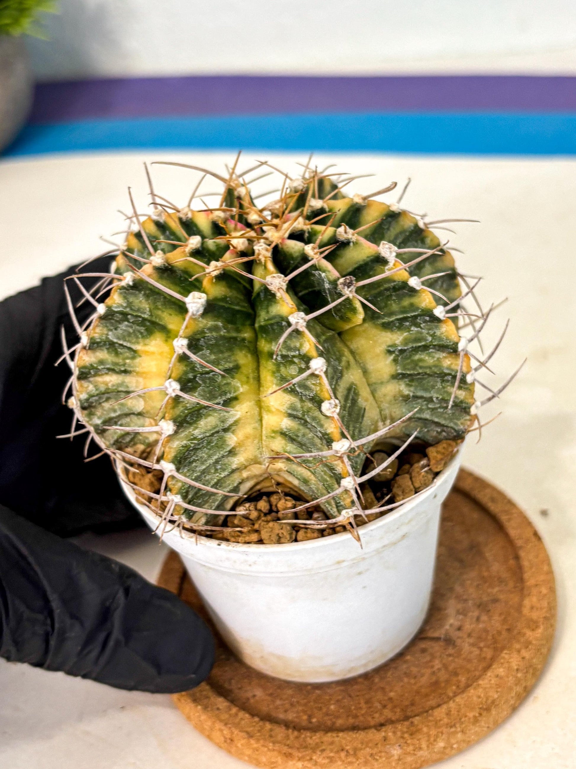 Gymnocalycium Lb Hybrid (gy4) (g6) | Mature Cactus