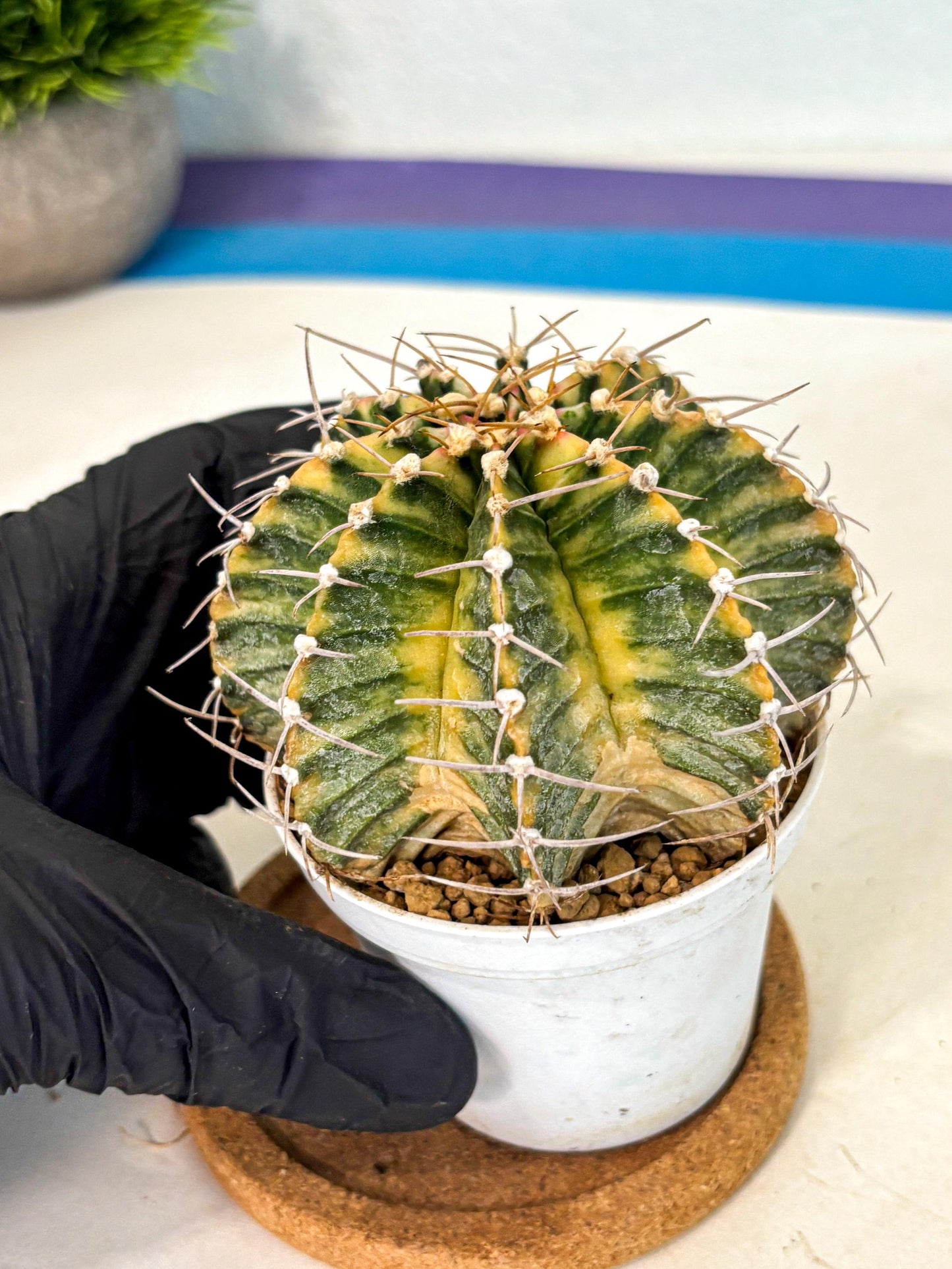Gymnocalycium Lb Hybrid (gy4) (g6) | Mature Cactus