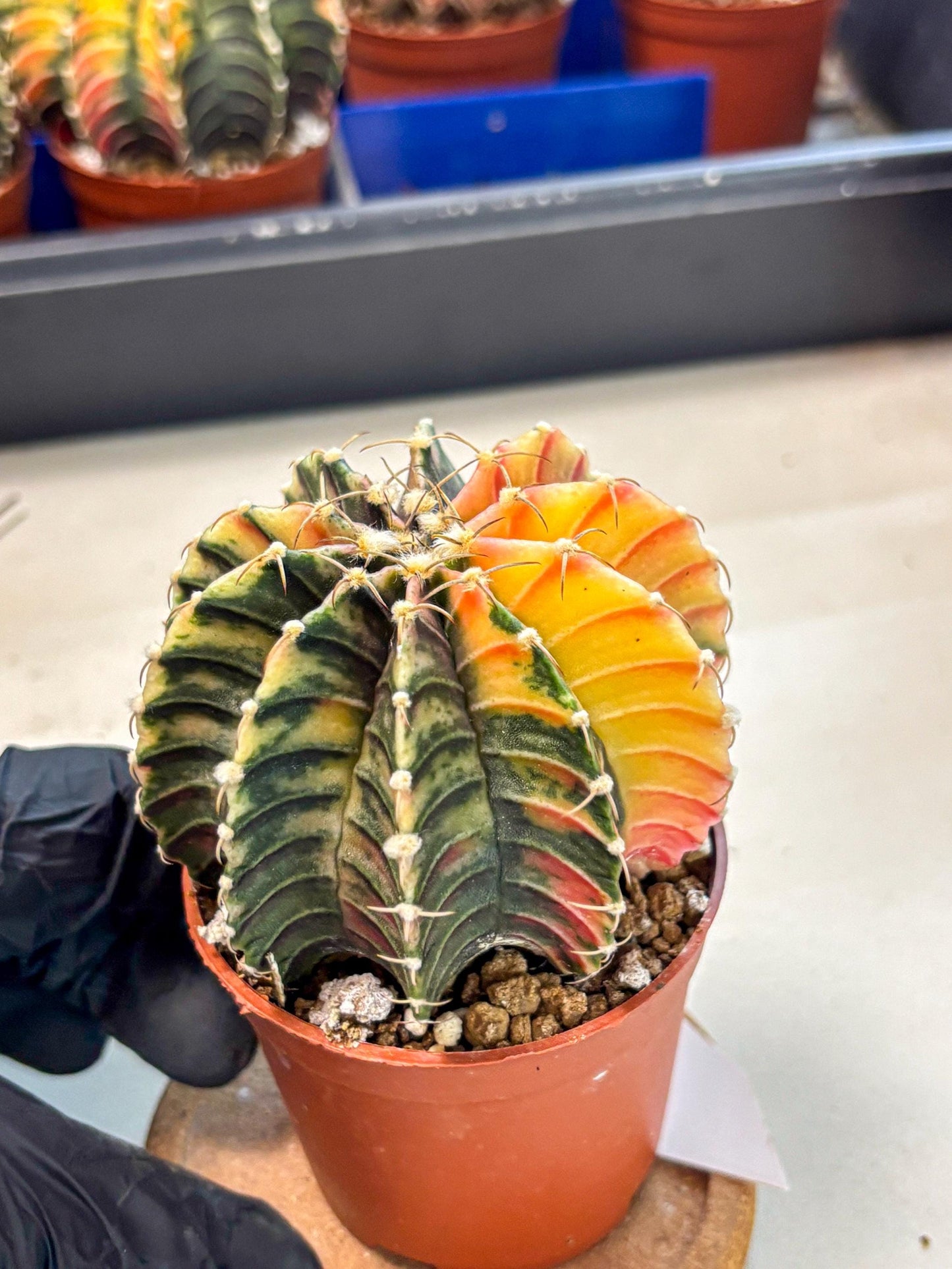 Gymnocalycium Lb Hybrid (gy4) (r1) | Mature Cactus