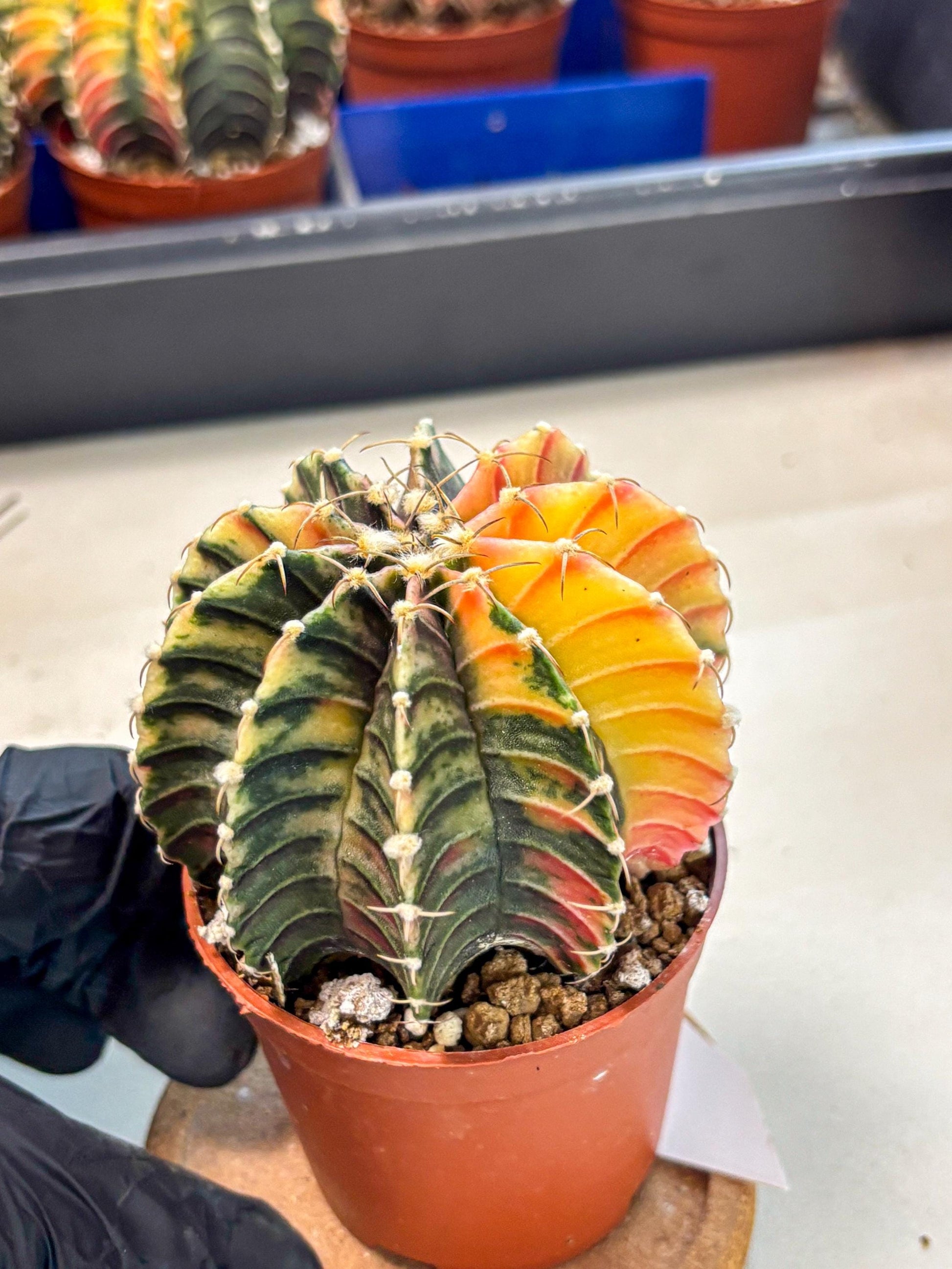 Gymnocalycium Lb Hybrid (gy4) (r1) | Mature Cactus