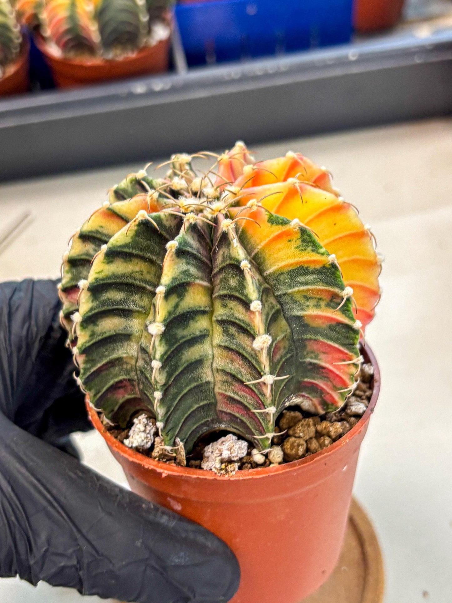 Gymnocalycium Lb Hybrid (gy4) (r1) | Mature Cactus