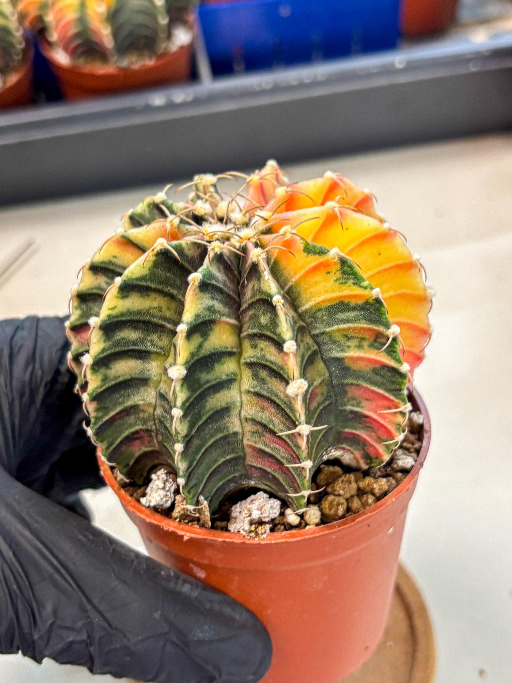 Gymnocalycium Lb Hybrid (gy4) (r1) | Mature Cactus