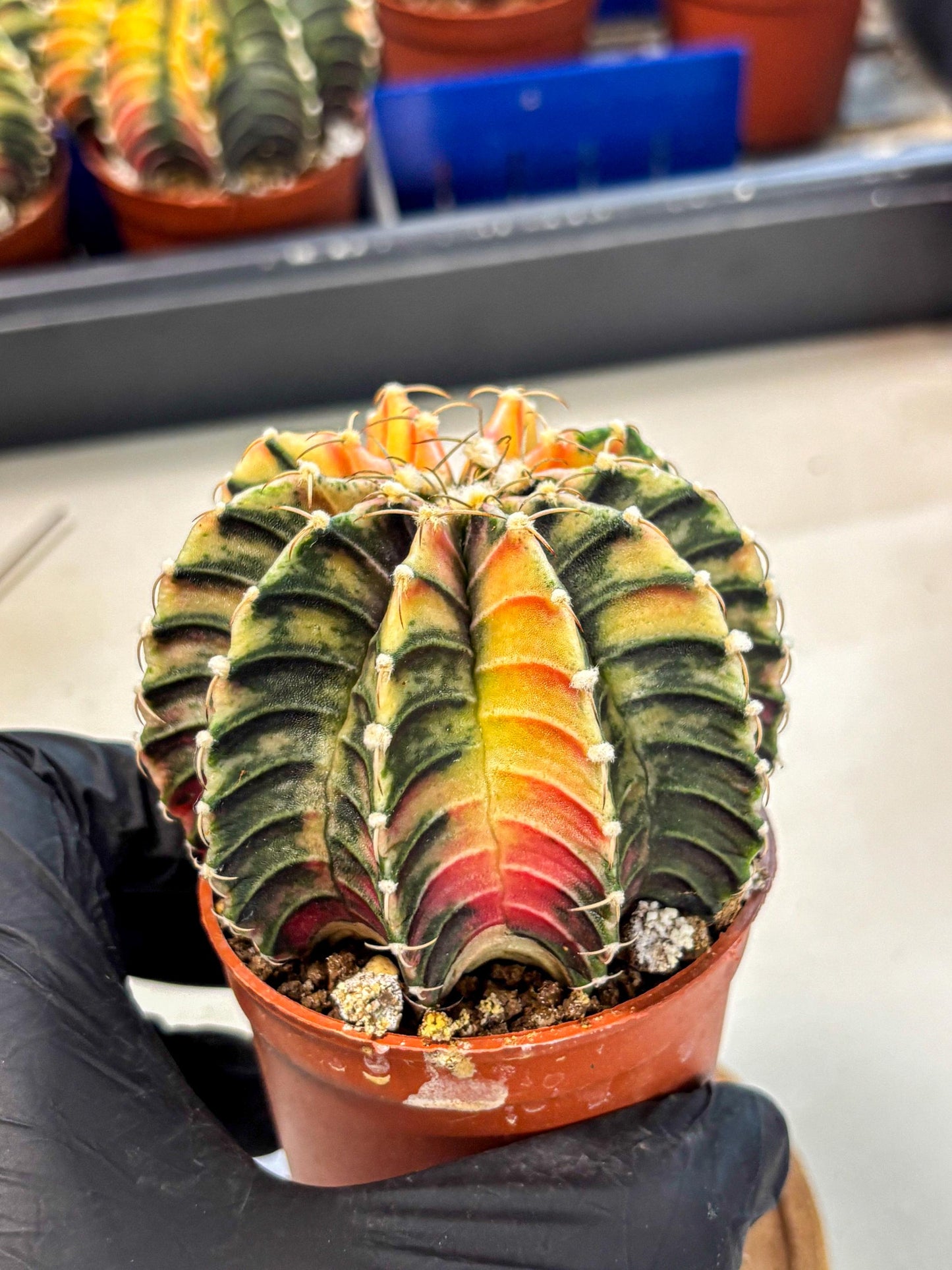 Gymnocalycium Lb Hybrid (gy4) (r1) | Mature Cactus