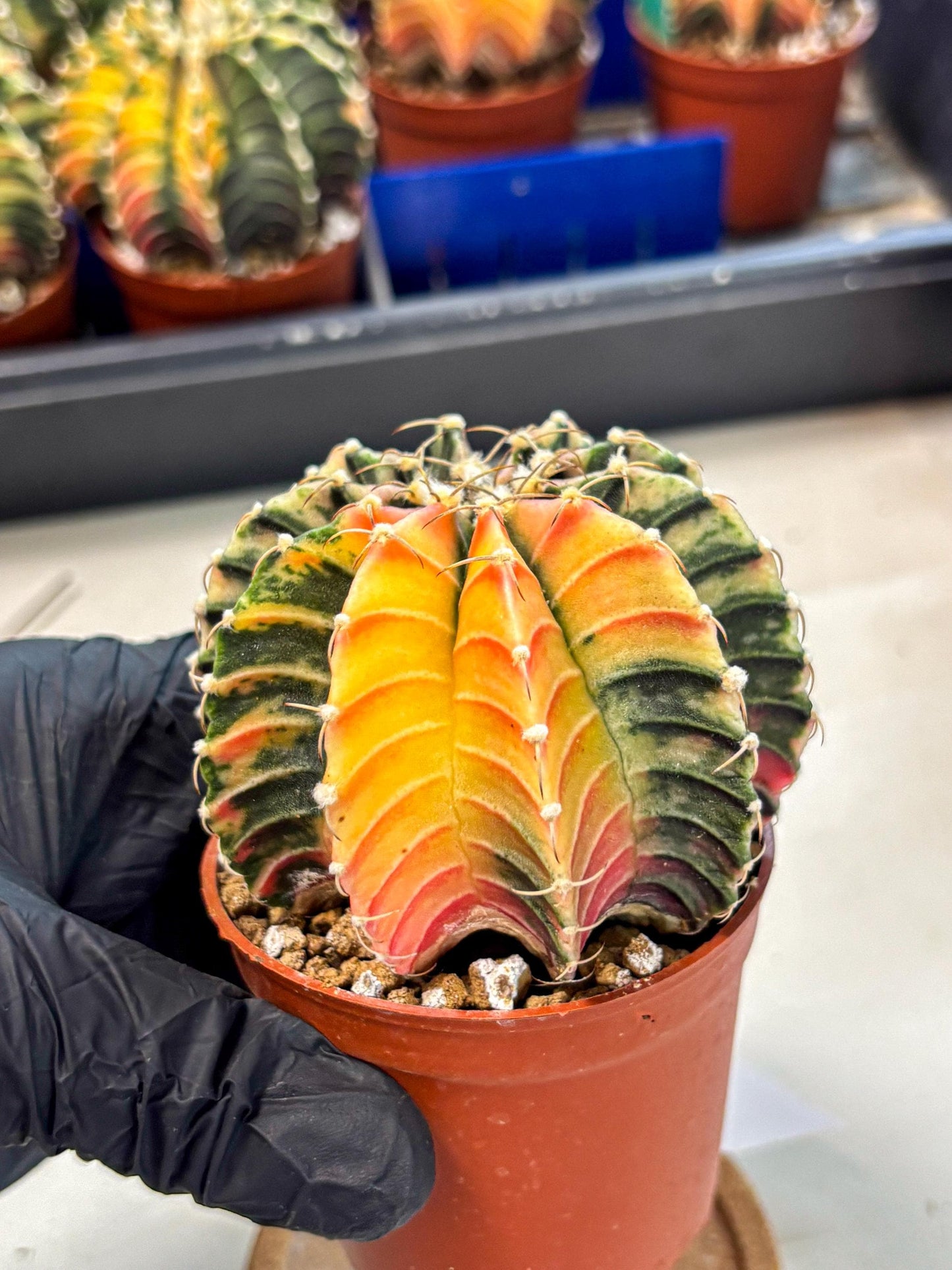 Gymnocalycium Lb Hybrid (gy4) (r1) | Mature Cactus