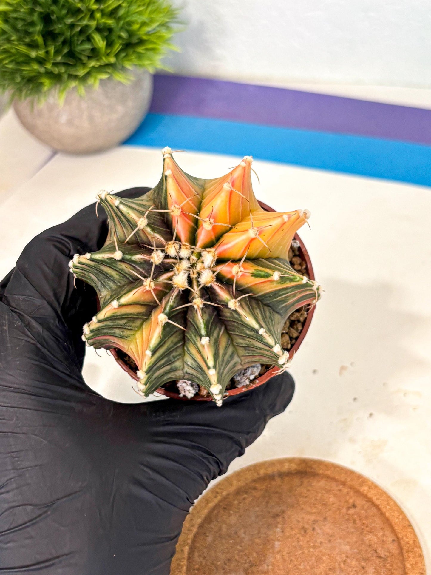 Gymnocalycium Lb Hybrid (gy4) (r1) | Mature Cactus