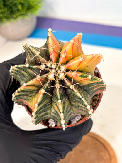 Gymnocalycium Lb Hybrid (gy4) (r1) | Mature Cactus
