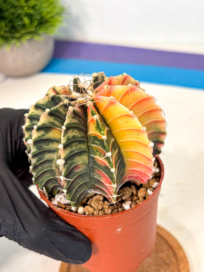 Gymnocalycium Lb Hybrid (gy4) (r1) | Mature Cactus