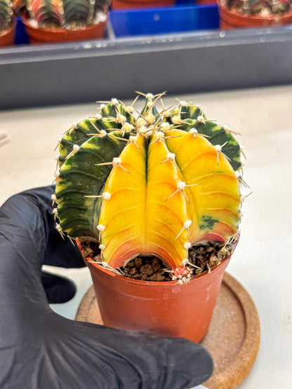 Gymnocalycium Lb Hybrid (gy4) (r2) | Mature Cactus