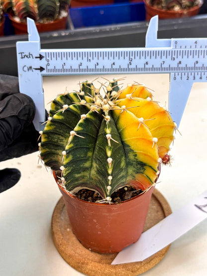 Gymnocalycium Lb Hybrid (gy4) (r2) | Mature Cactus