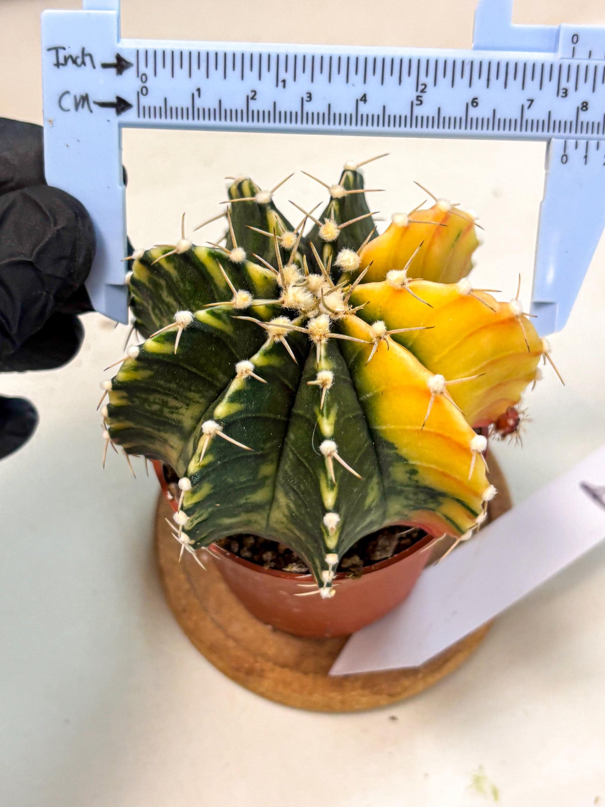 Gymnocalycium Lb Hybrid (gy4) (r2) | Mature Cactus