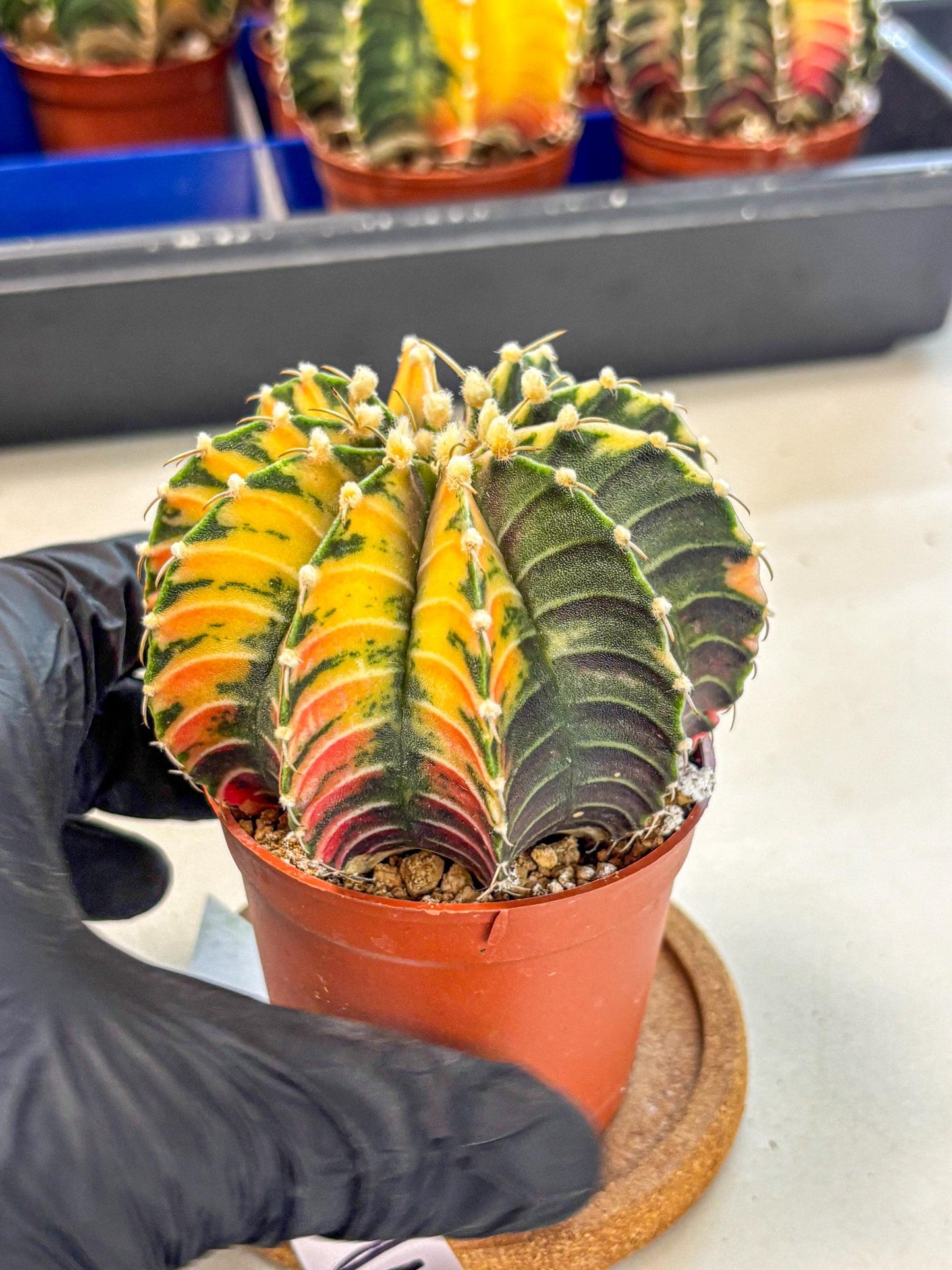Gymnocalycium Lb Hybrid (gy4) (r3) | Mature Cactus