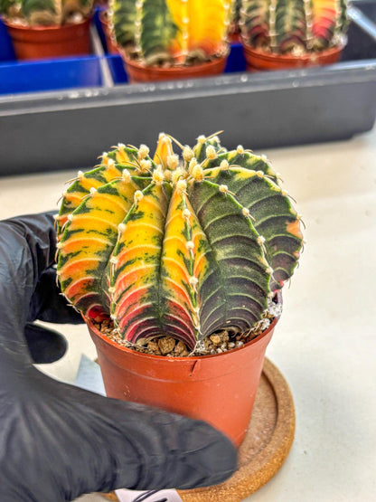 Gymnocalycium Lb Hybrid (gy4) (r3) | Mature Cactus
