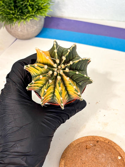 Gymnocalycium Lb Hybrid (gy4) (r3) | Mature Cactus