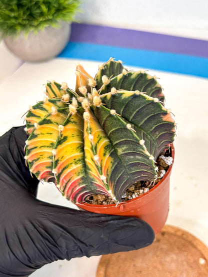 Gymnocalycium Lb Hybrid (gy4) (r3) | Mature Cactus