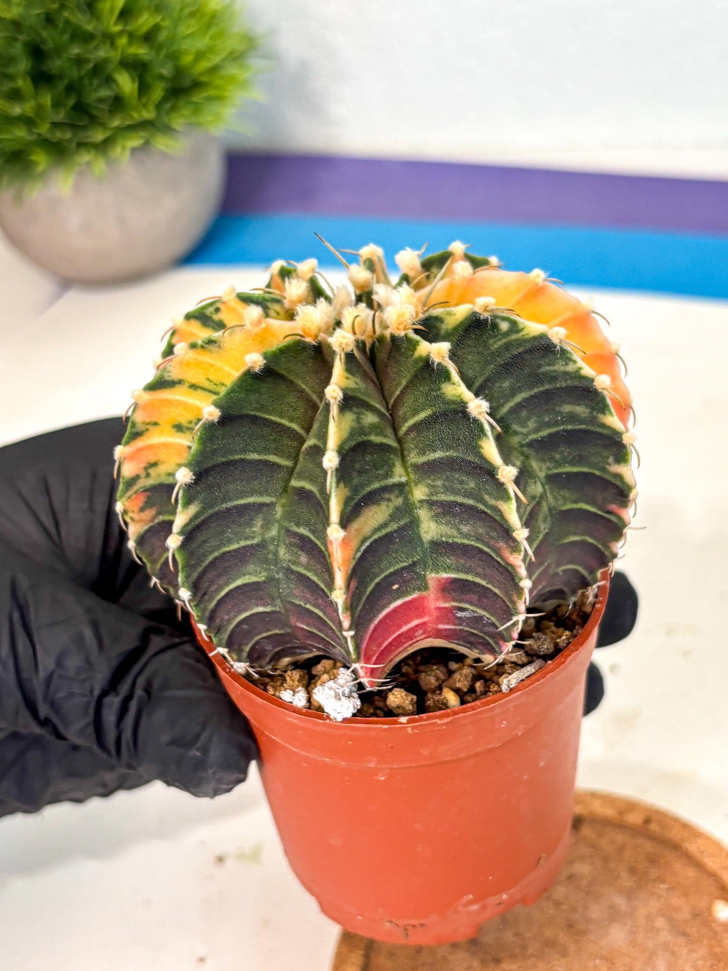 Gymnocalycium Lb Hybrid (gy4) (r3) | Mature Cactus